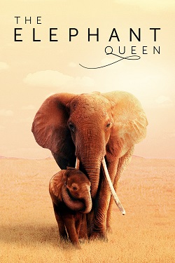 دانلود فیلم The Elephant Queen 2019